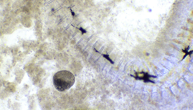 明美MSHOT ML31生物显微镜